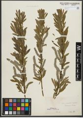 Foto von Salix purpurea L. x Salix viminalis L.